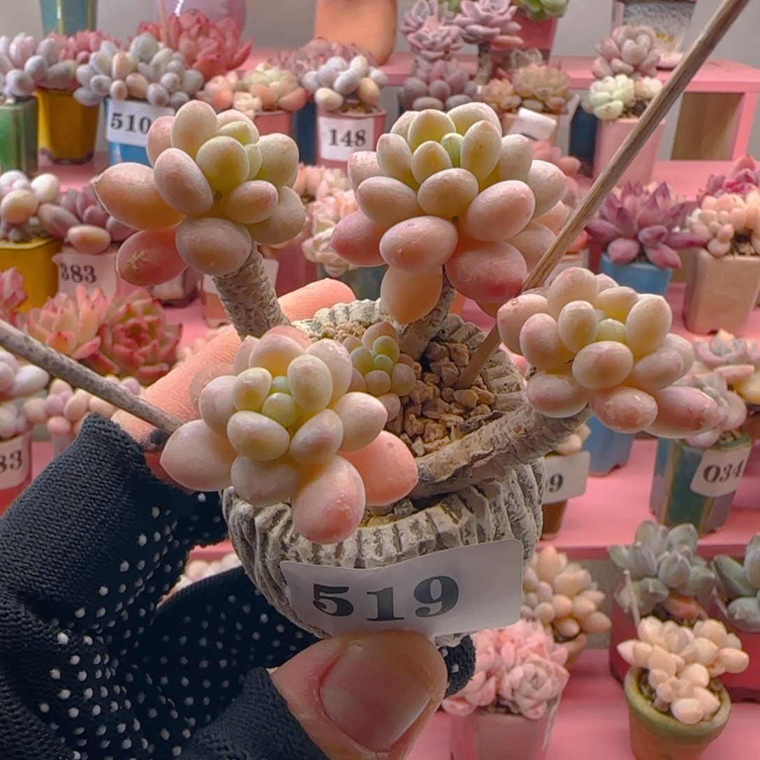 鱼子酱519 ，带盆土发货，满38包邮非偏远。