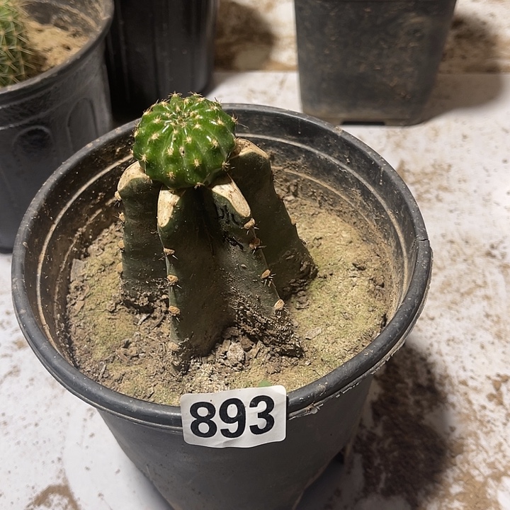 893量天尺嫁接冰心丽花