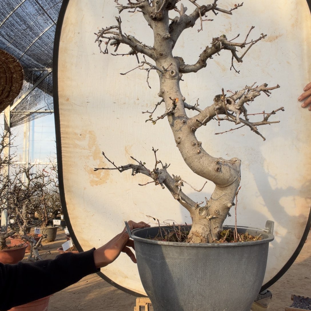 无花朵海棠花开了吗我的天啊我的天呐我