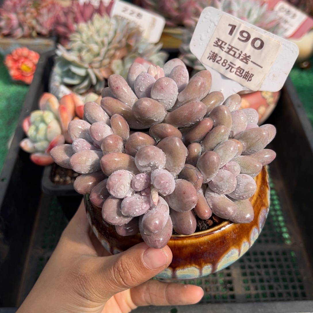 表妹精品多肉植物190.