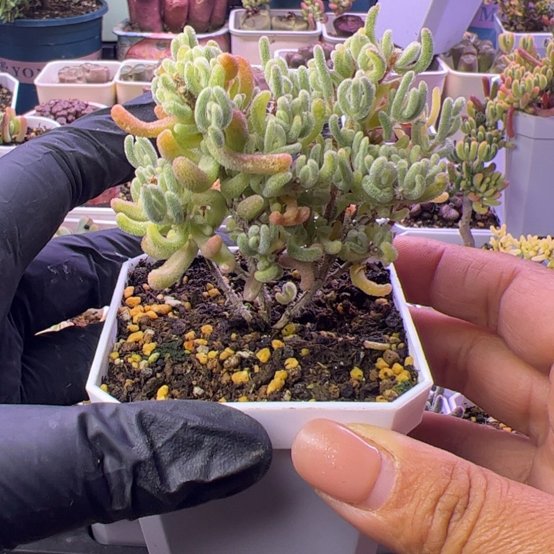 多肉植物枝干橙叶白锦双色
