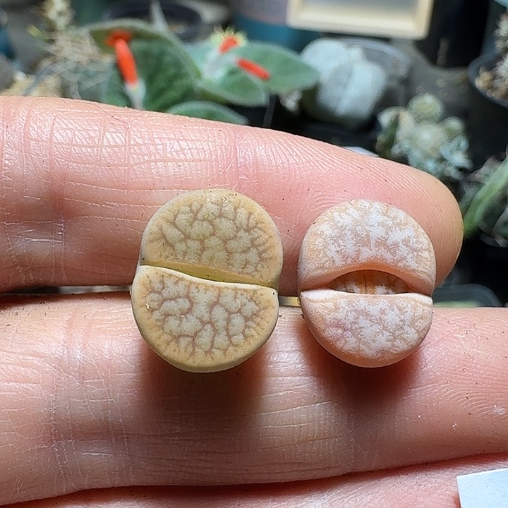 B***李906拿铁生石花2个一份