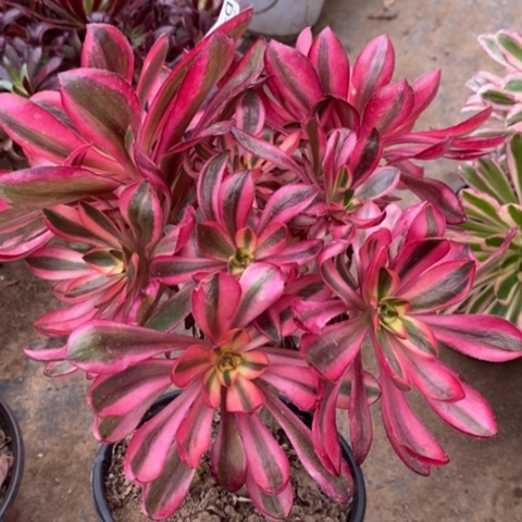 248红魔女满25包邮多肉