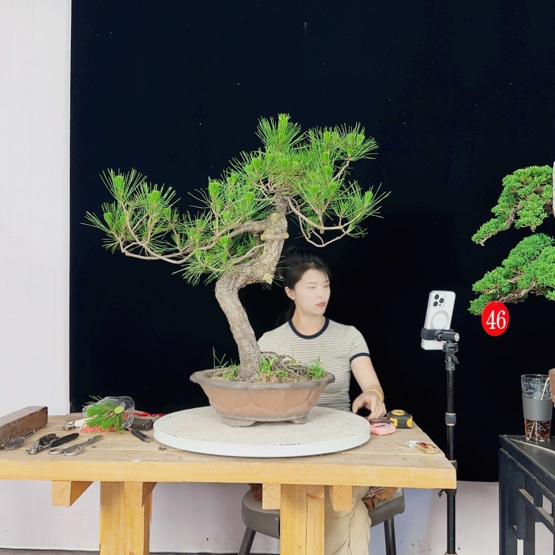 无花朵花*黑松盆景直播间
