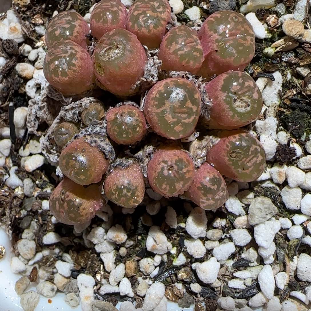 肉锥多肉植物百科-勋章有疤897