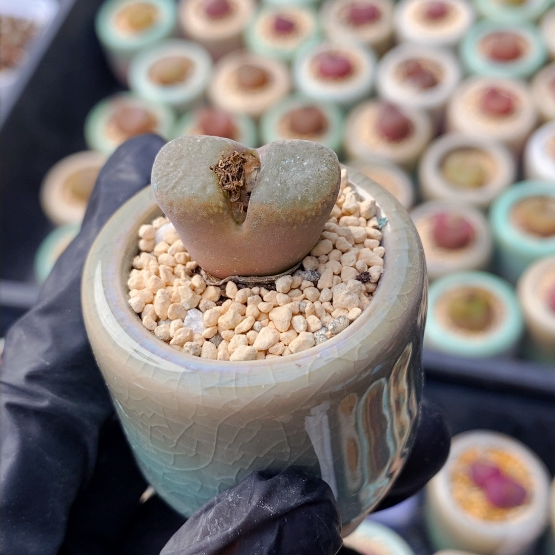 3484-一物一拍 带盆