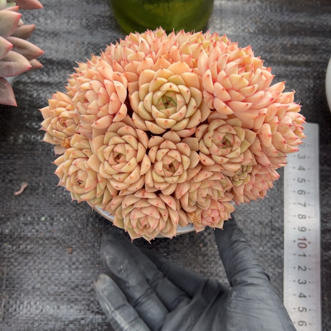 笨巴一物一拍多肉