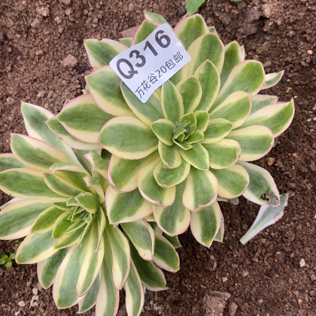 316青莲多肉植物