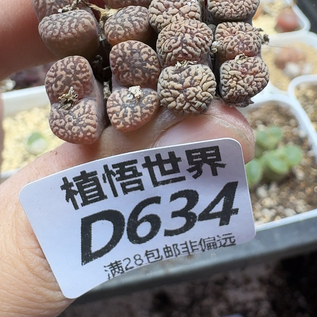 多肉植物的润泽fgb