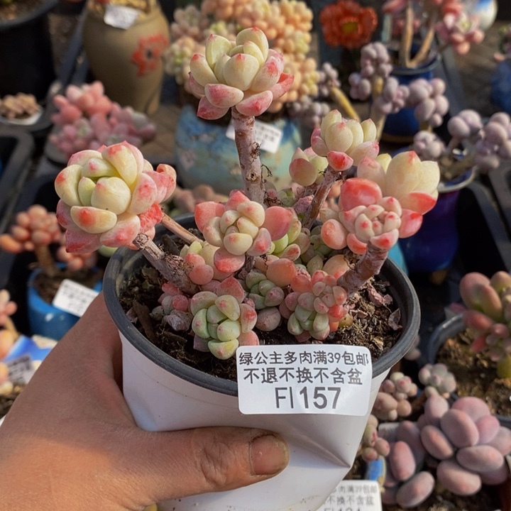 小粉梅8cm会断枝157多肉植物