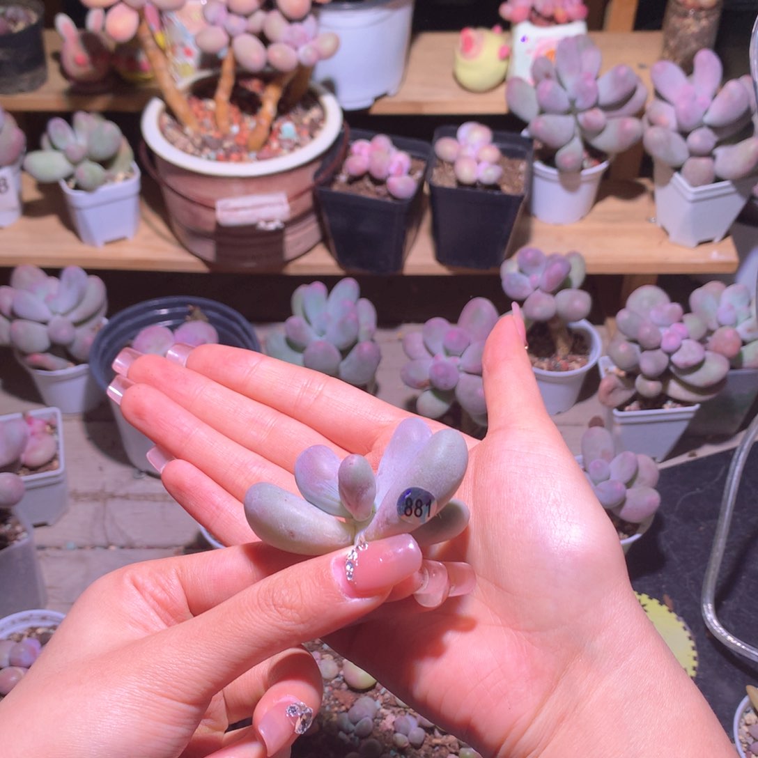 韩国母本米可砍头奶酪多肉