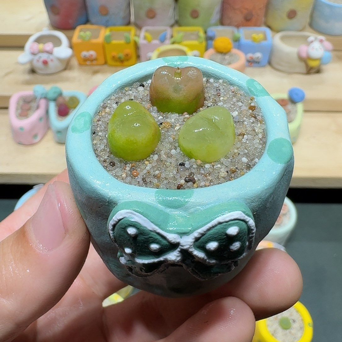 红陶蘑菇522毛汉尼