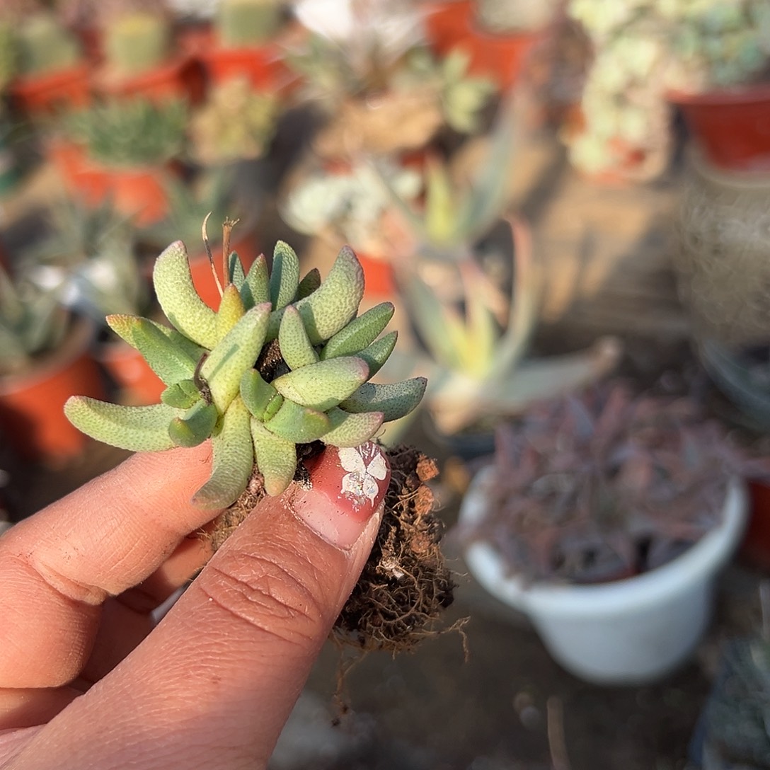 多肉植物小墨斗群