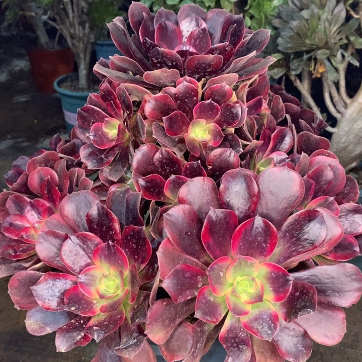 美杜莎有断枝多肉植物46。