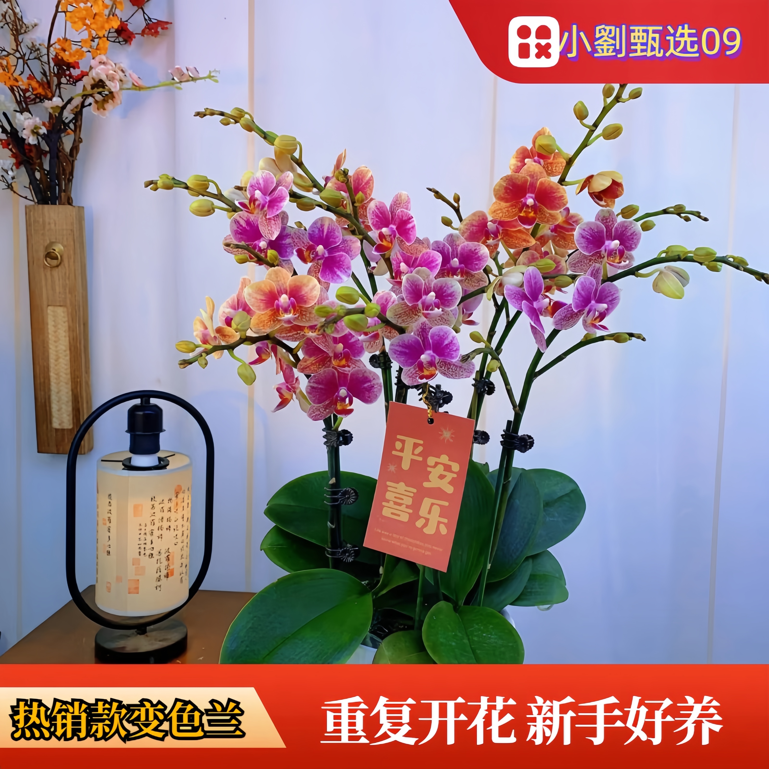 【金蝶09】精美蝴蝶兰花卉盆栽佛山基地批发直播次日达