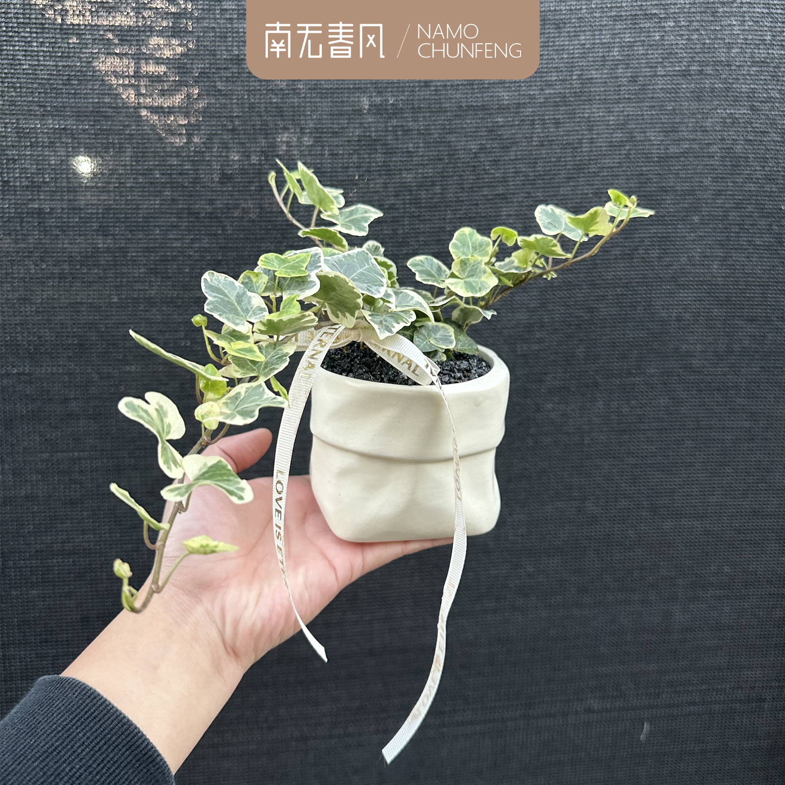【雪莹】布袋陶瓷盆常春藤爱心叶出锦ins风阳台垂吊小型植物