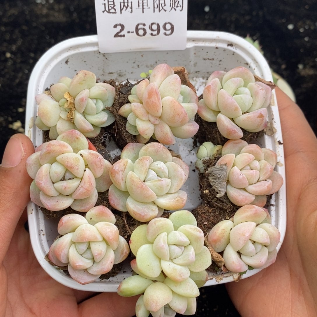 2-699 新疆西藏内蒙不发其他12.8包邮两到三公分多肉