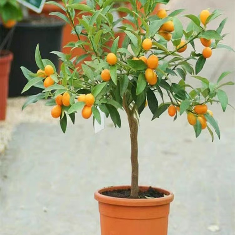 金桔树盆栽带果带土球发货脆皮金桔苗食用金橘子树苗室内阳台种植
