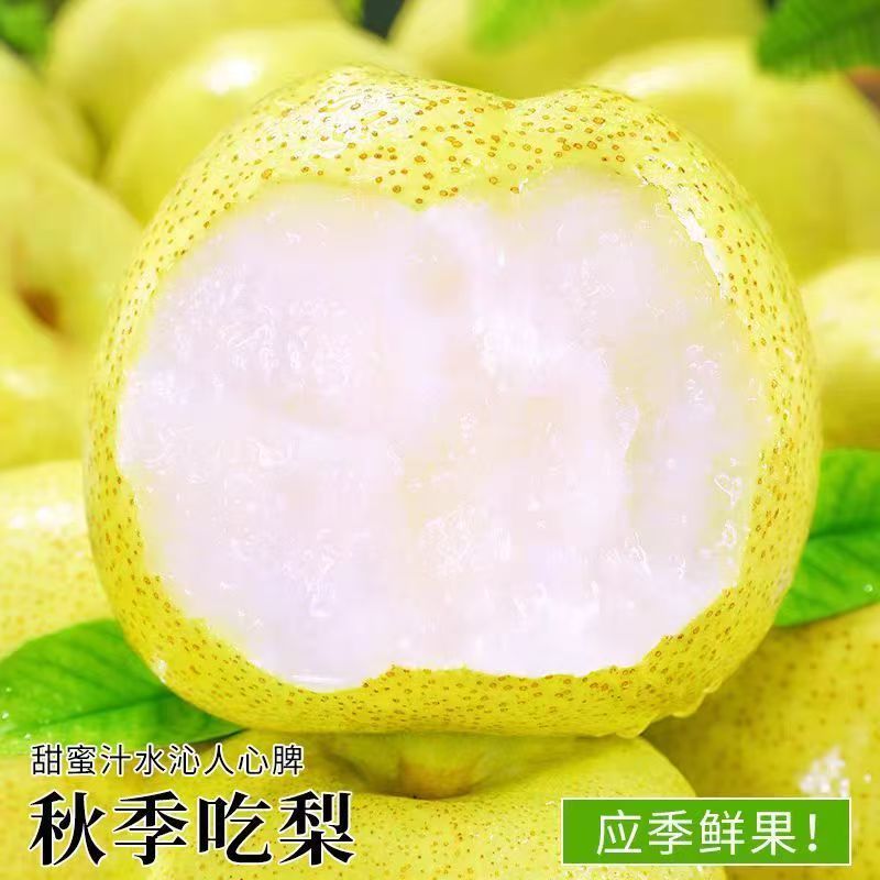 《砀山溯源》砀山酥梨青皮蜜梨新鲜水果脆甜无渣多汁皮薄