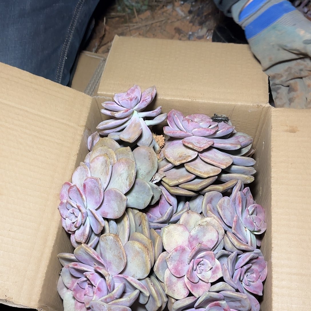 箱拍紫乐多肉轻微断肢不售后看好在拍