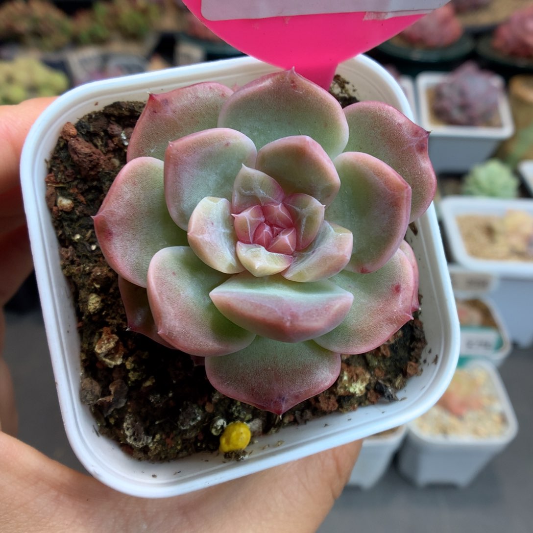 76橘子星球多肉植物