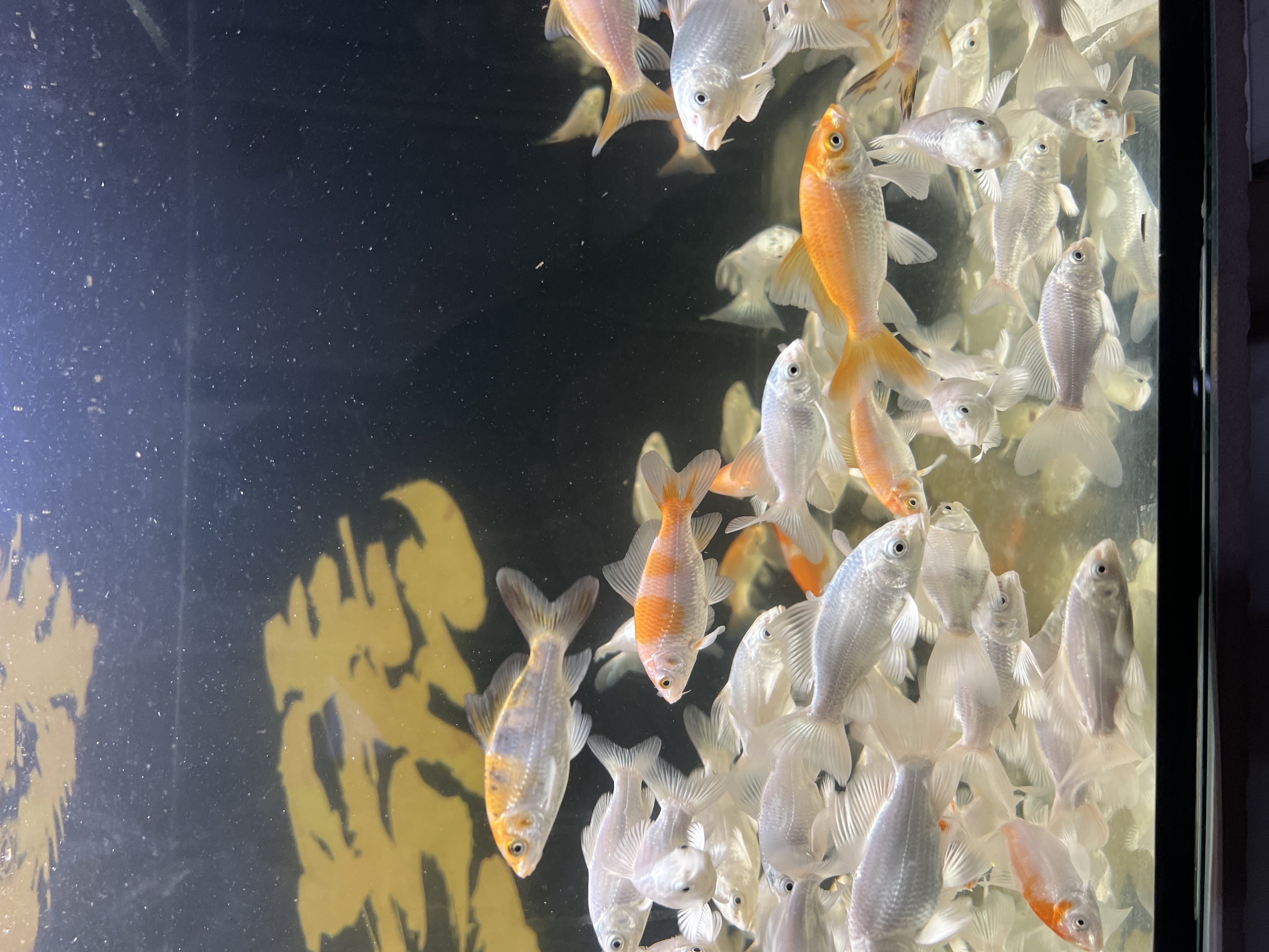 红，白蝴蝶鲤6-7公分耐活冷水观赏鱼苗观赏鱼