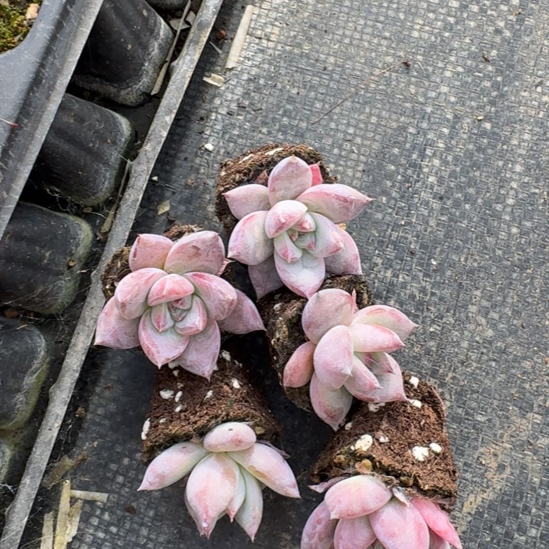 24-7宽叶卡罗拉五颗量拍