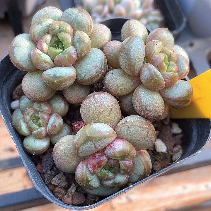 多肉植物葡萄942