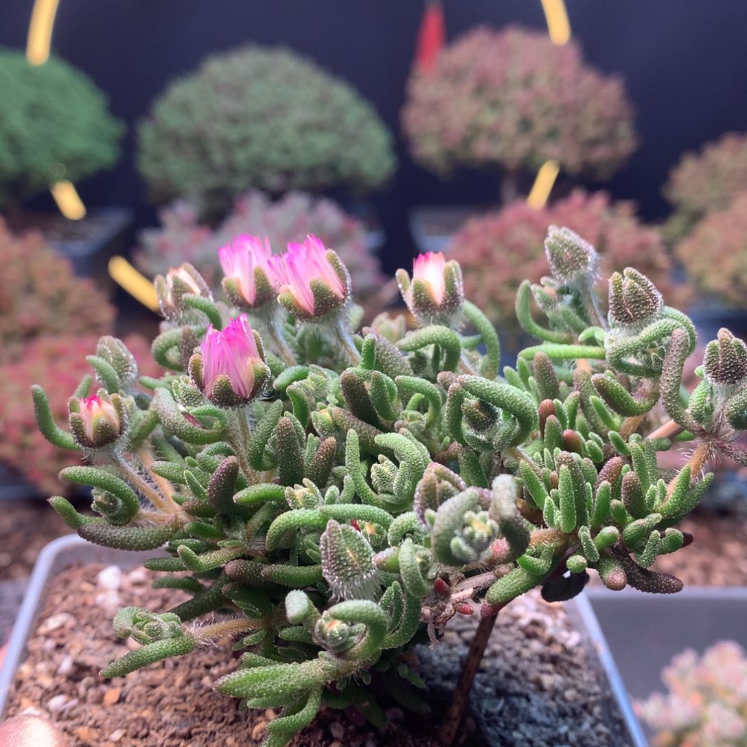 c083狐尾枝干番杏