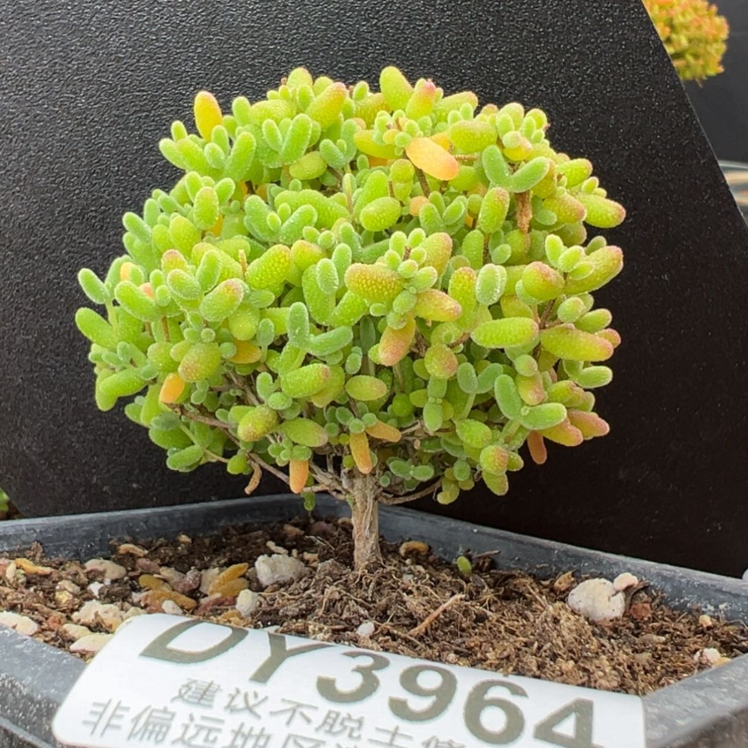 dy3964直杆棒棒糖蜜橘糖球冠幅6cm