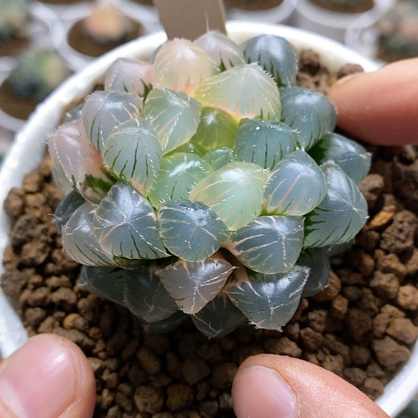 【闪购商品】48蓝镜