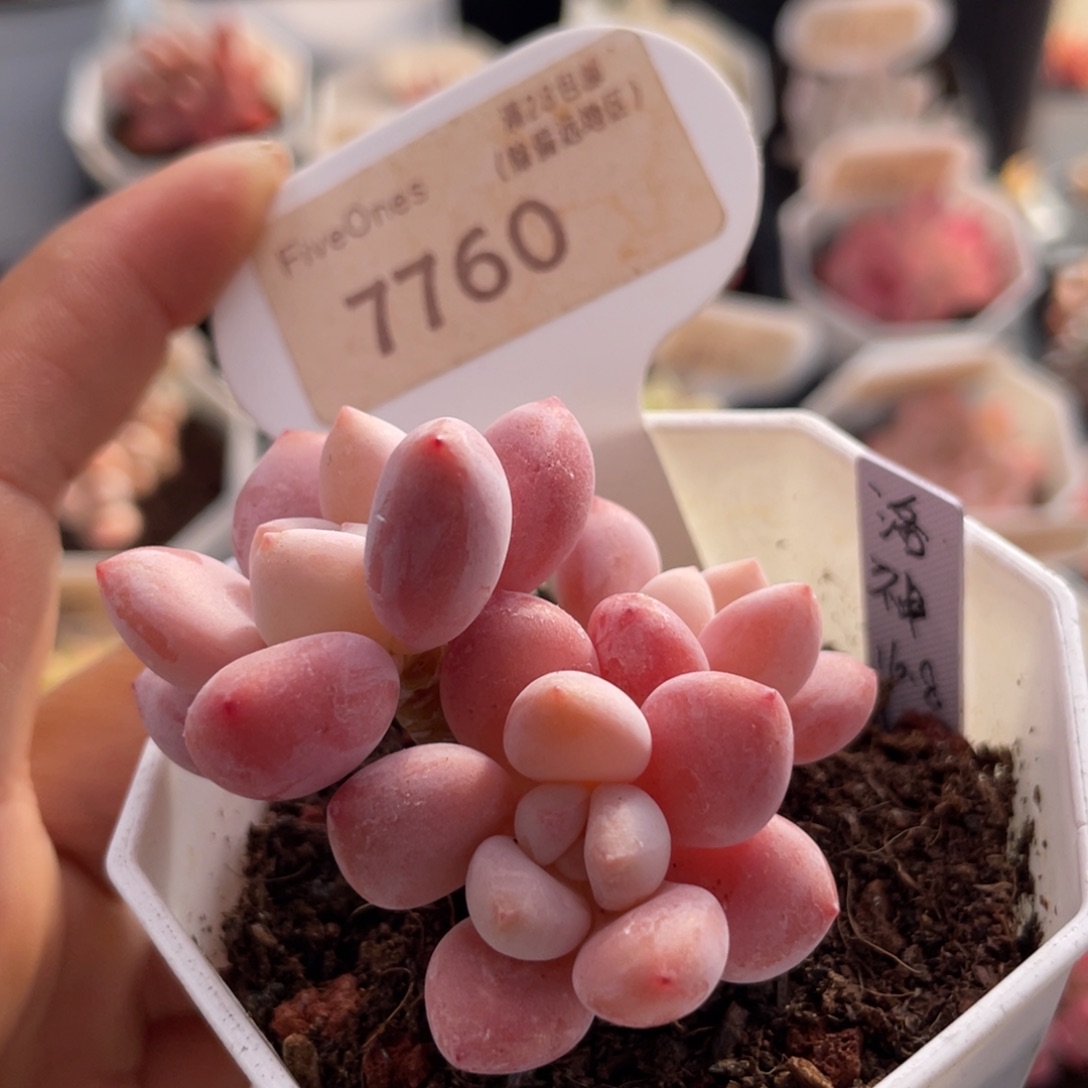 洛神7760-5.0厘米