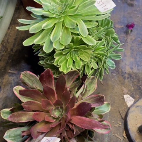 两颗多肉植物3114