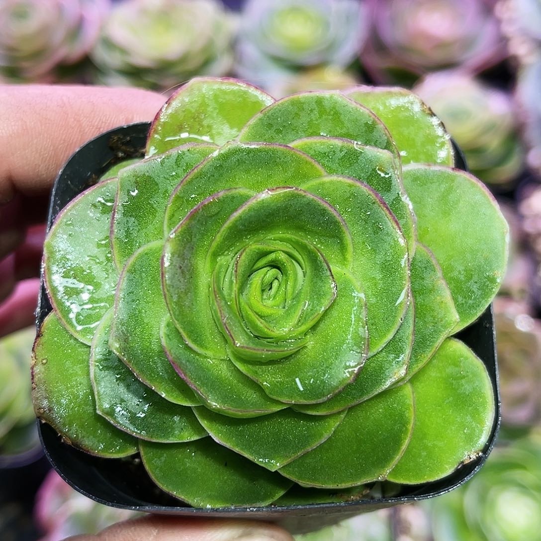 红袖 满28元非偏远包邮 多肉