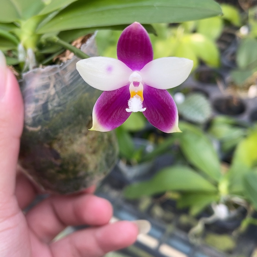 完全开放少根炸福利 开花株 421号