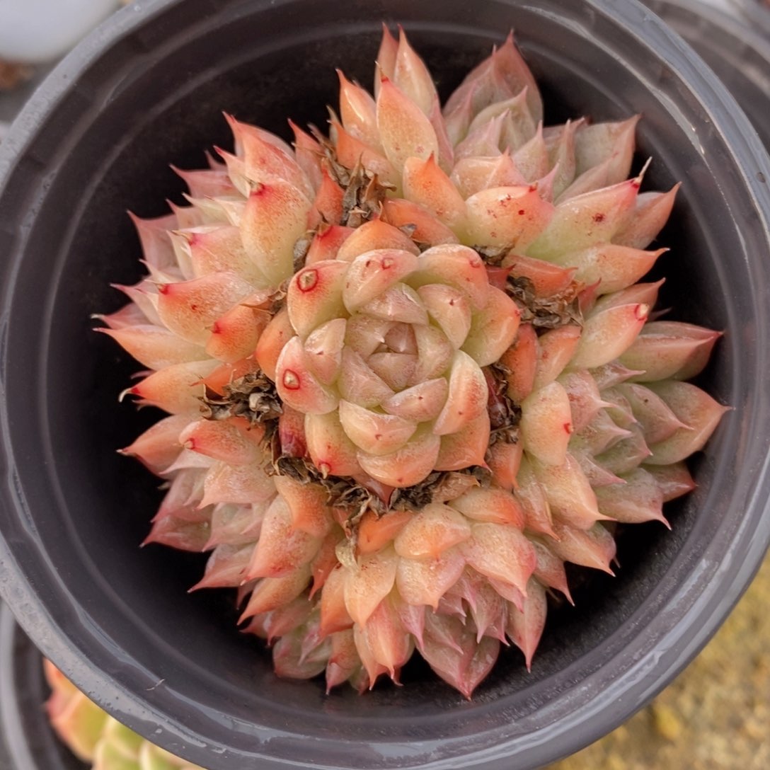 可问主播品种，下滑链接更多品种多肉选择