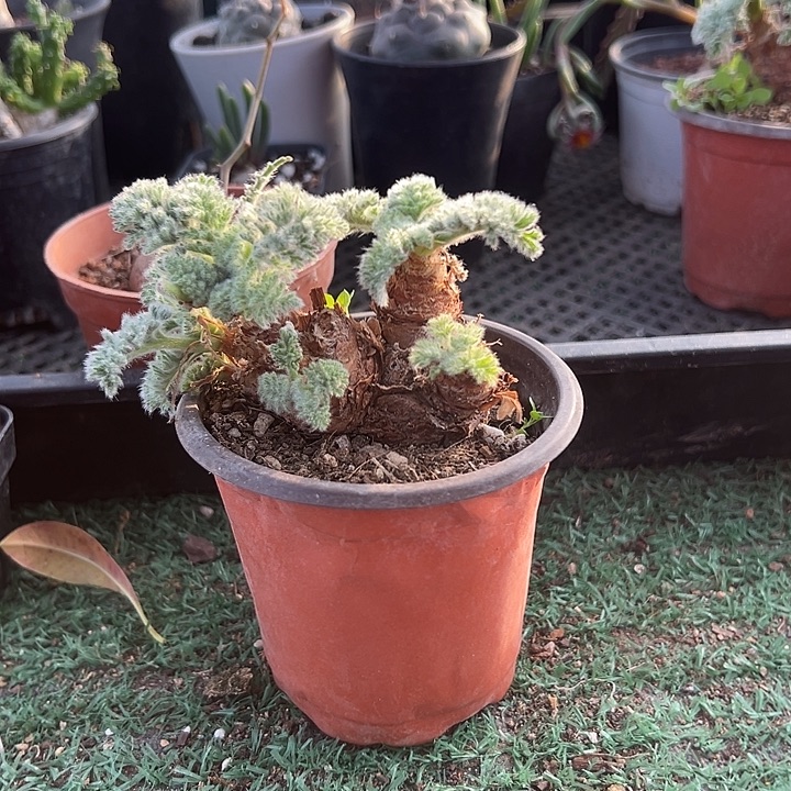 羽叶洋葵7头，一物一拍