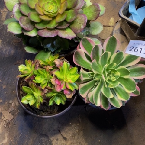 3盆多肉植物2617