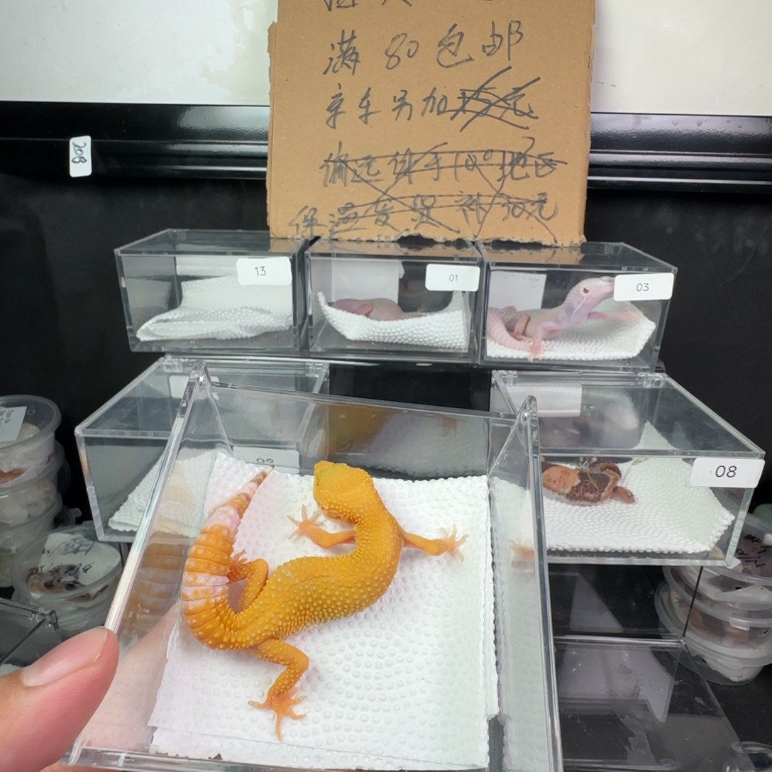 豹纹守宫阳光妹妹