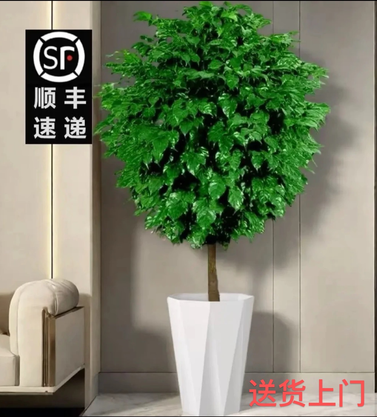 1.3 - 1.5米幸福树棒棒糖造型大绿植室内四季常绿送货上门