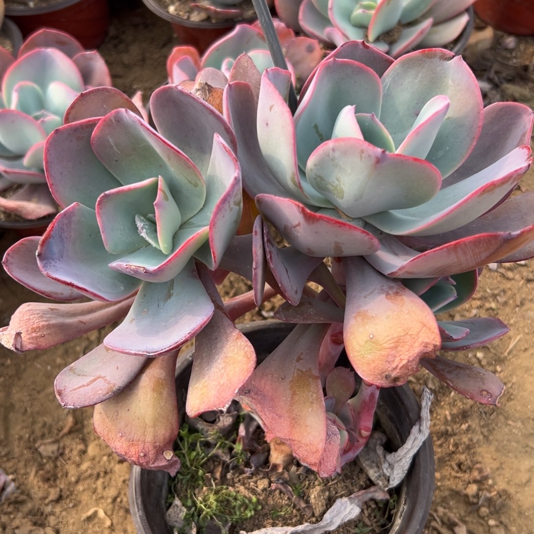 多肉植物多肉植物