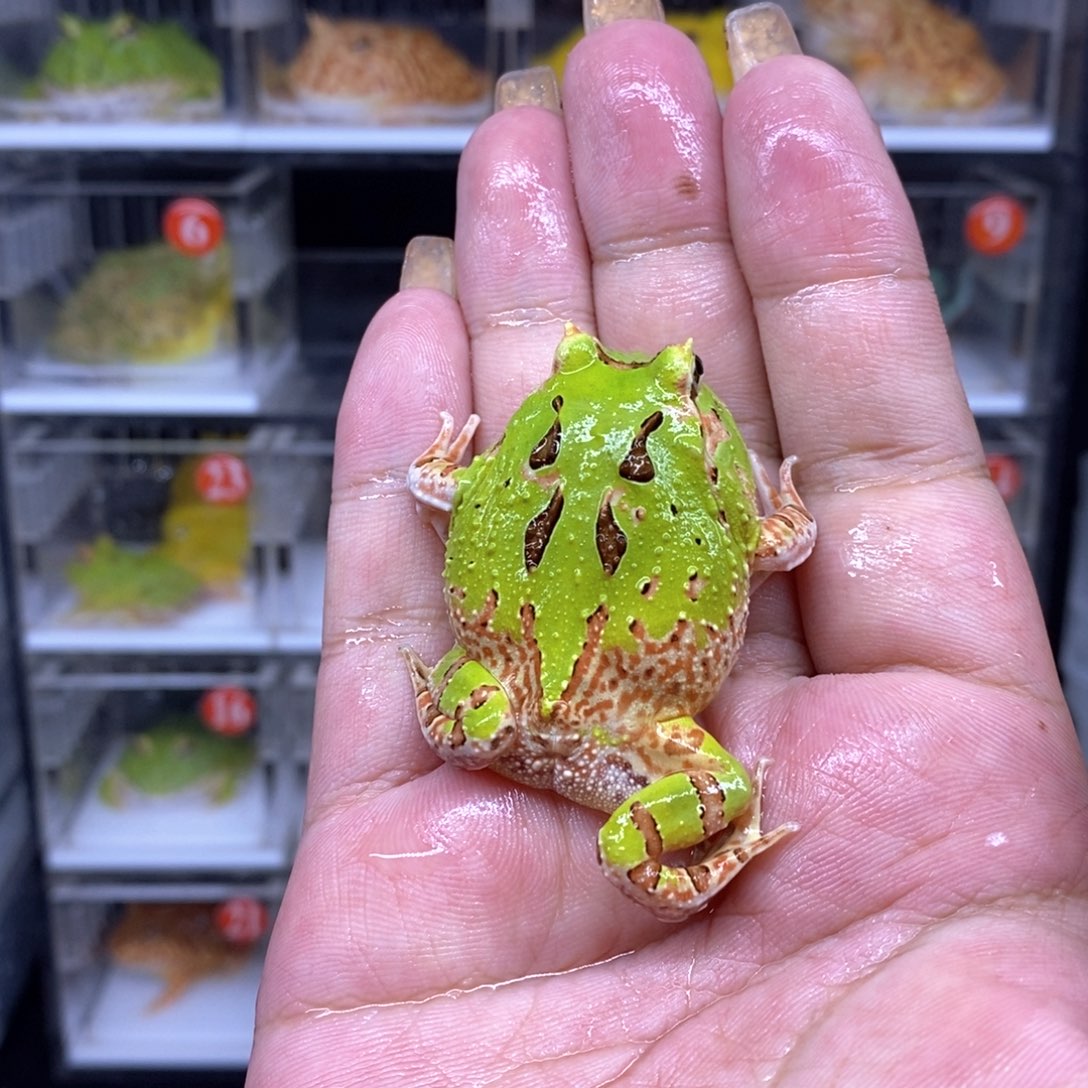 角蛙恭喜发财大吉大利