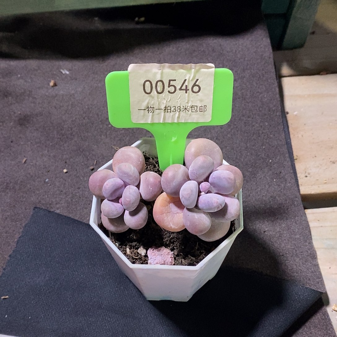 00546，凑如咯我小雨姐姐