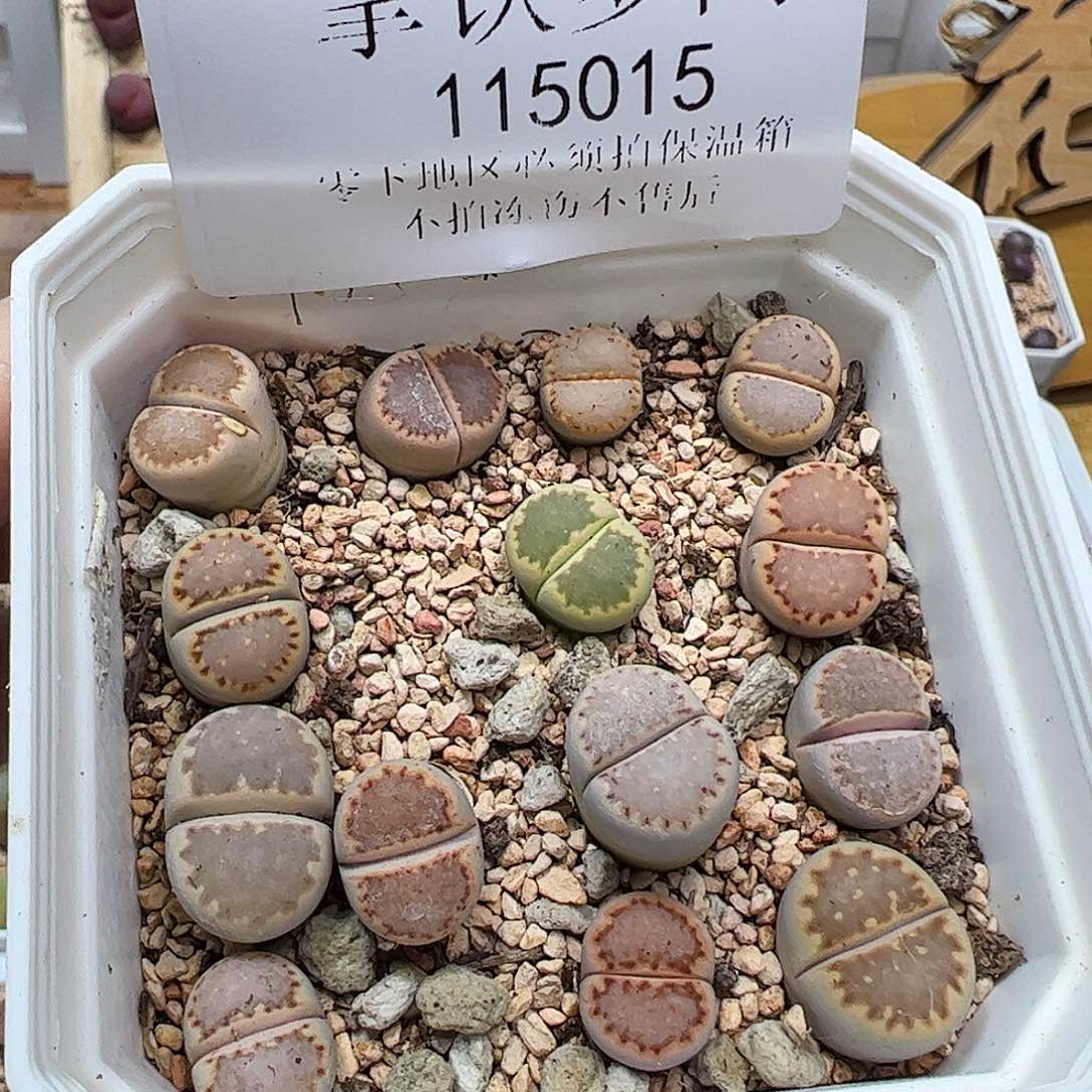 115015/拿铁多肉植物馆
