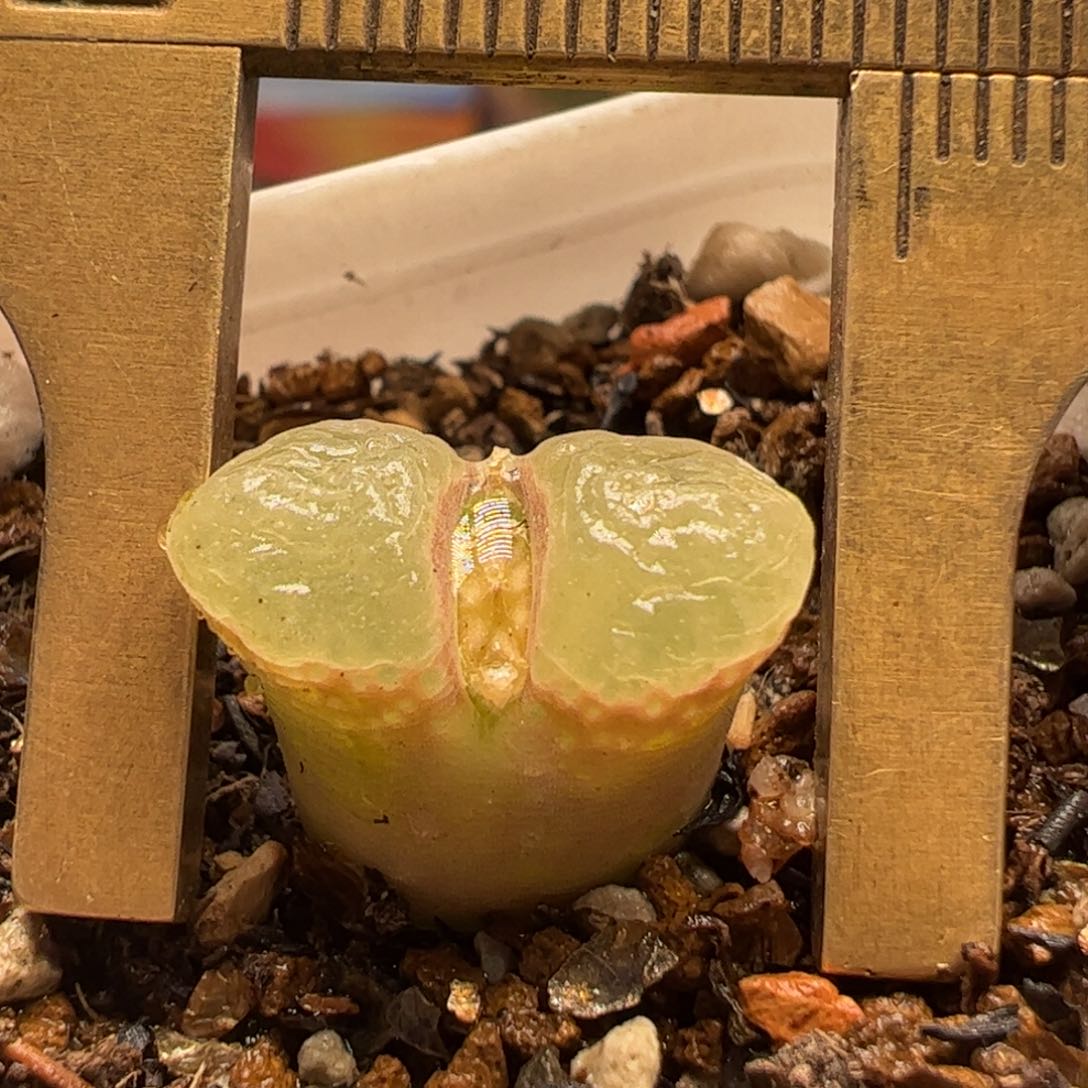 粉芭比多肉植物百科