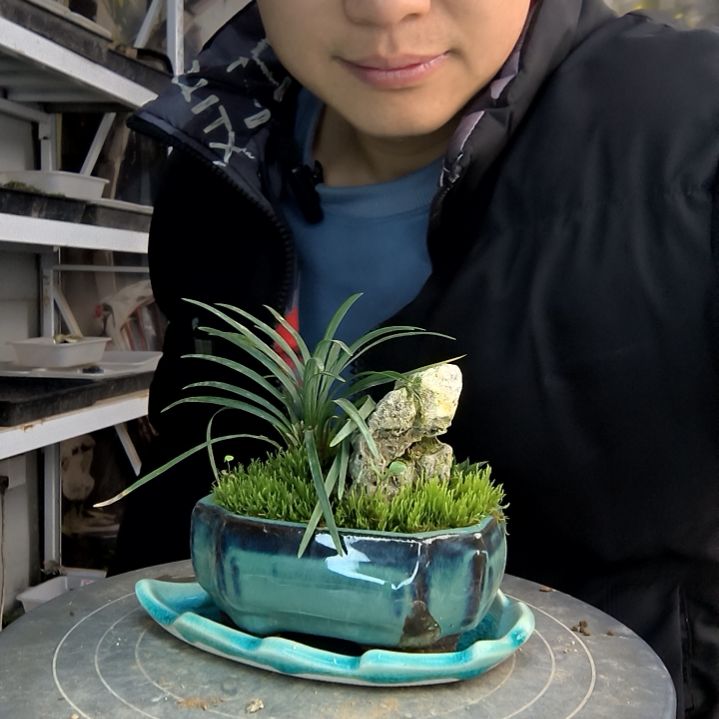 阿*u小盆景小植物一物一拍59