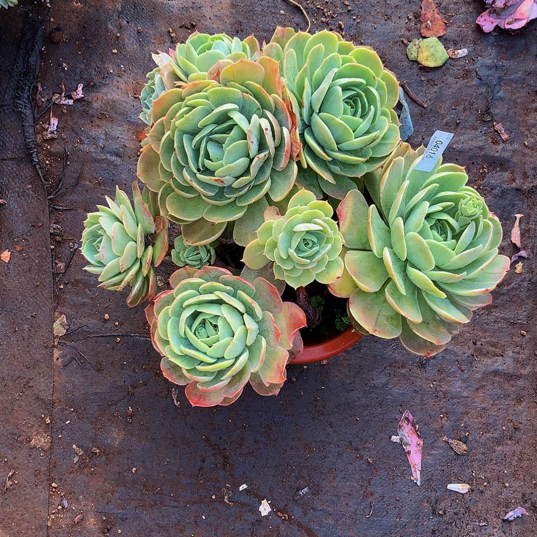 老***王   桃花坞多肉04016