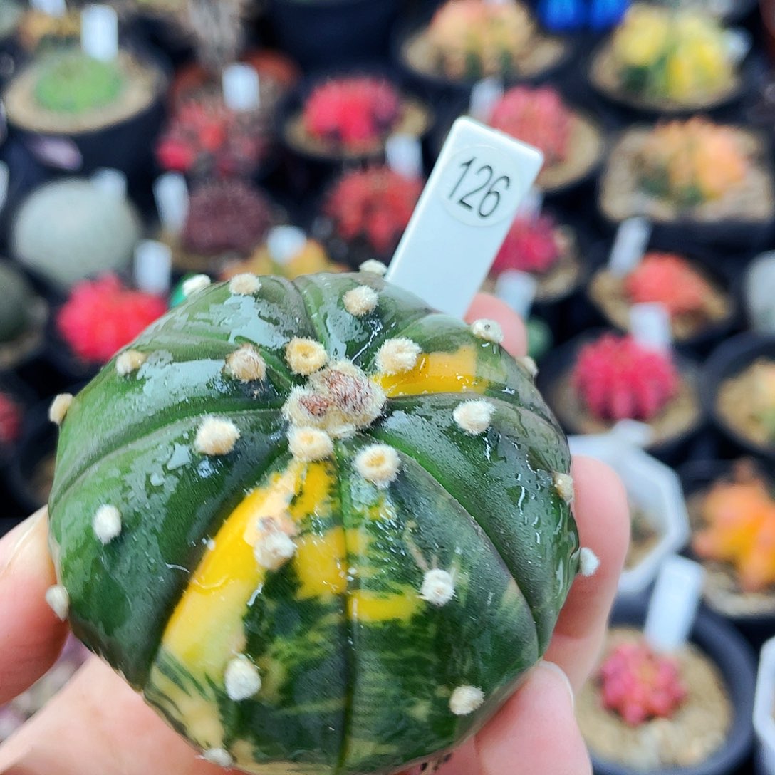 非偏远地区满25包邮仙人球