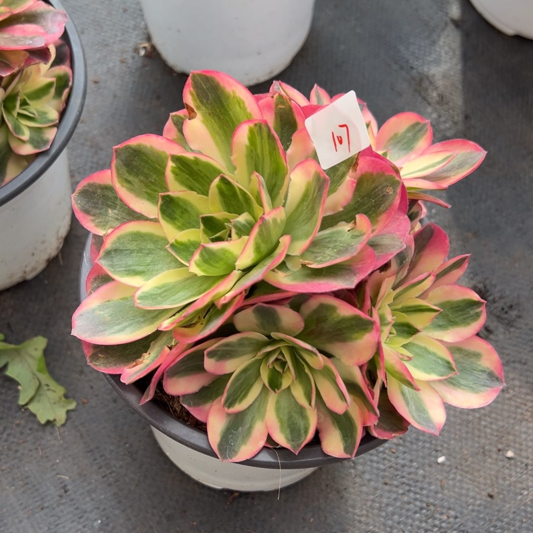 107如意多肉椅子紫