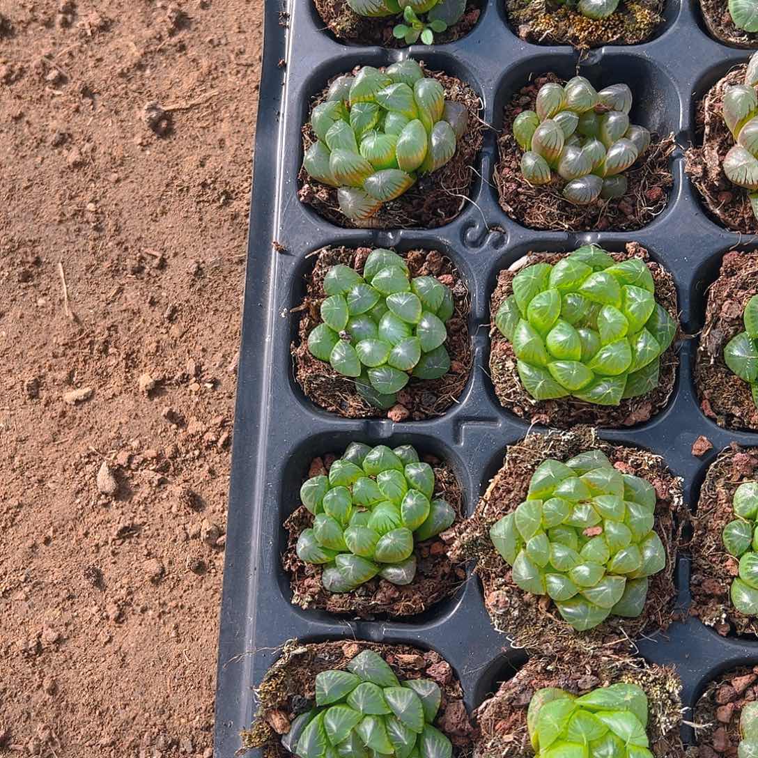 直播福利一物一拍107